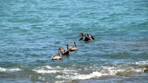 Pelicans on water Video stock 8839728