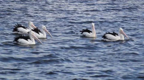 Pelicans on water Stock Footage
