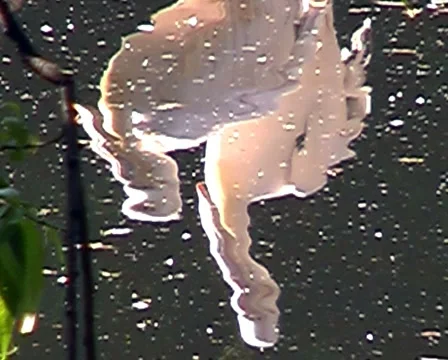 Pelicans on water surface. 스톡 동영상 1101615