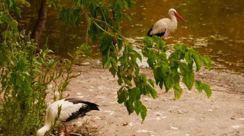 Pelicans by the Waters Edge 動画素材 56593593