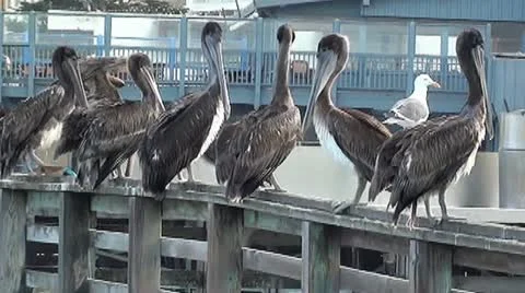 Pelicans on Wharf Vídeo Stock 11946969
