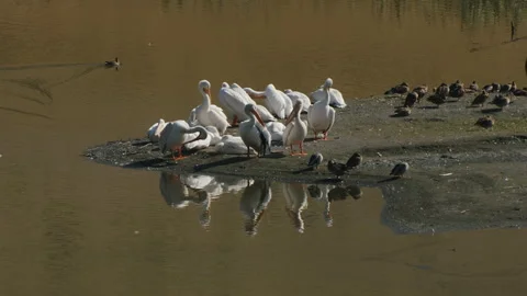 Pelicans, white, flock resting and preeing with ducks at end of lake, slomo 4 Stock Footage 256244491