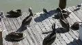 Pelicans On A Wooden Pier HD Footage
