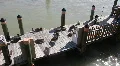 Pelicans On A Wooden Pier HD Footage