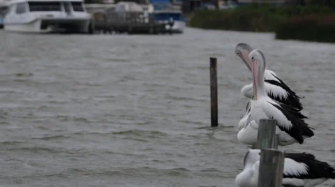 Pelicans on a Wooden Post 스톡 동영상 46092572