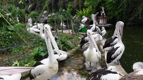 Pelicans in zoo 動画素材 287072921