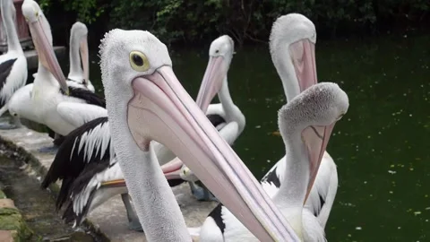 Pelicans in zoo Stock Footage 287072922