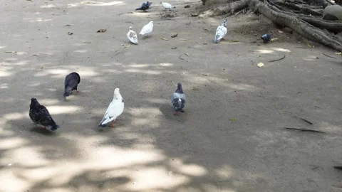 Pelicans in zoo Stock Footage 287072939