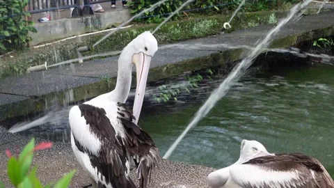 Pelicans in zoo Stock Footage 287072940