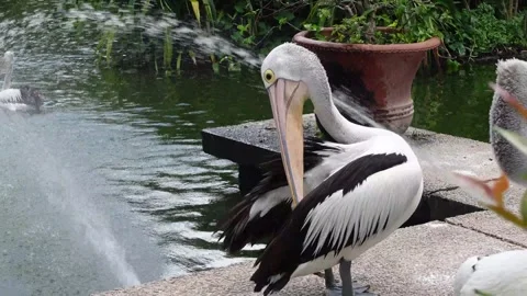 Pelicans in zoo Stock Footage 287072947