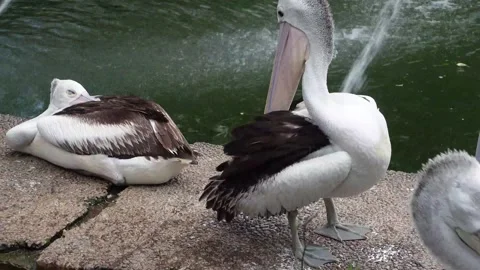 Pelicans in zoo Stock Footage 287072958