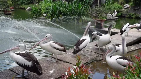 Pelicans in zoo Stock Footage 287072959