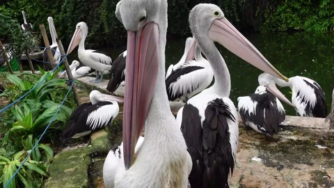 Pelicans in zoo Stock Footage 287072974