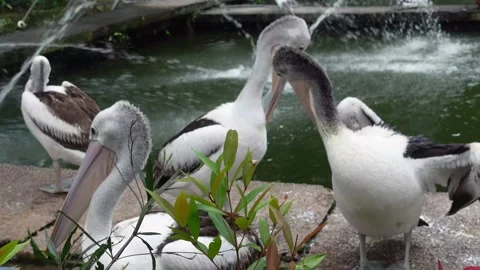 Pelicans in zoo Stock-Footage 287072991