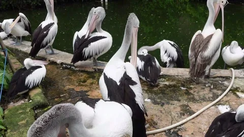 Pelicans in zoo Stock Footage 287072994