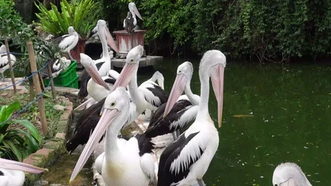 Pelicans in zoo Stock Footage 287073020