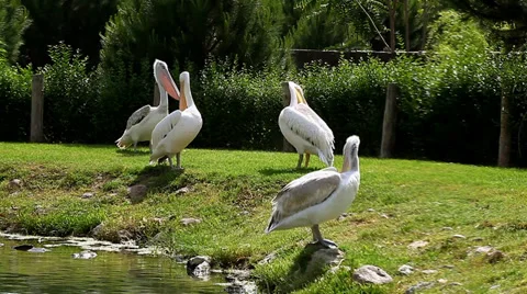 Pelicans in the zoo park Stock Footage 33691034