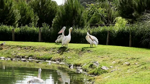 Pelicans in the zoo park Stock Footage 33691236