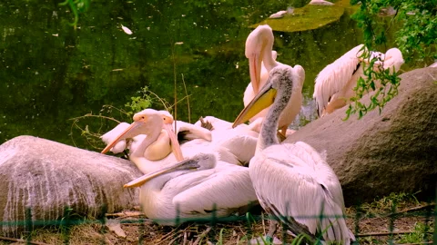 Pelicans in the zoo. Selective focus. Stock Footage 259818209