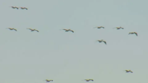 PelicansGliding18 Stock Footage 10723674