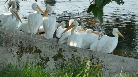 PelicansMultiplebackTREEP1010598 Stock Footage 296666493