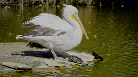 Pelican&amp;Turtle1 Stock Footage 55340013