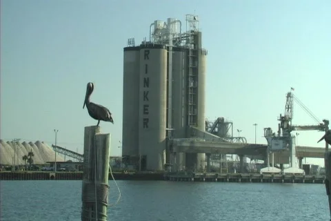 Pelicanwater Video stock 78139