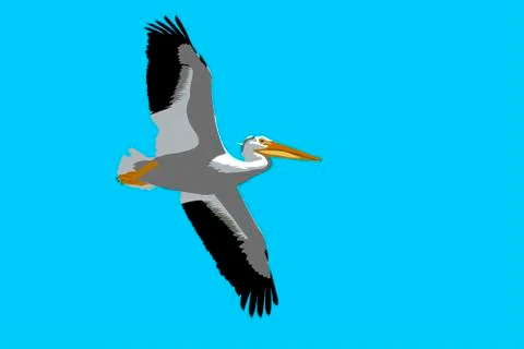 Pelikan イラスト素材