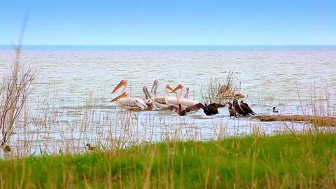 Пеликаны Stock Footage 154372209