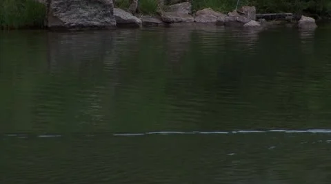 Pelilcans swimming on pond Stock Footage 12766468