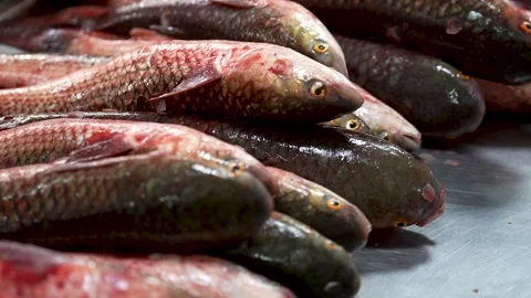 Pelingas Fish on the Counter in a Fish Store Stock Footage 231803324
