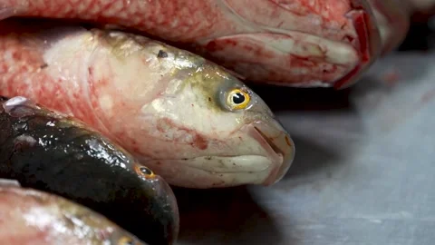 Pelingas Fish on the Counter in a Fish Store Stock Footage 231803648