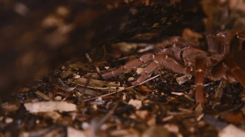 Pelinobius muticus Stock Footage 38388688