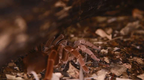 Pelinobius muticus Stock Footage 38389384