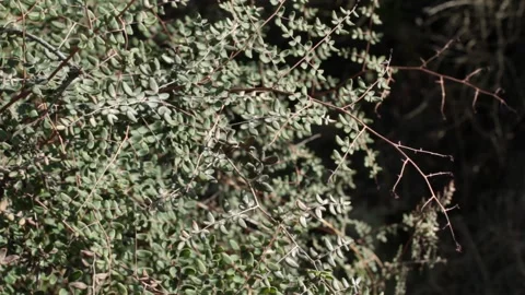 PELLAEA ANDROMEDIFOLIA LEAF Stock Footage 150083804