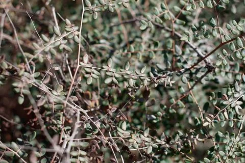 PELLAEA ANDROMEDIFOLIA LEAF Foto stock