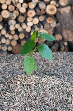 Pellets- biomass Stock Photos