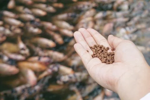 Pellets feed the fish on hand. Stock Photos