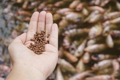 Pellets feed the fish on hand. Stock Photos