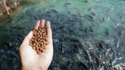 Pellets feed the fish on hand. Stock Photos