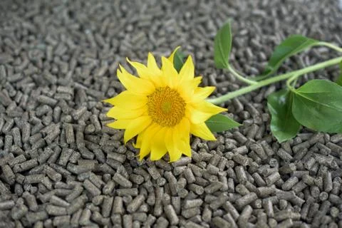 Pellets made of sunflower Stock Photos