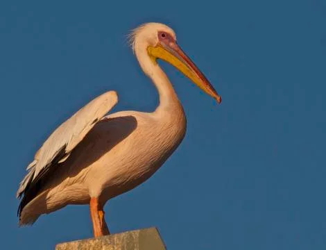 Pellican Stock Photos