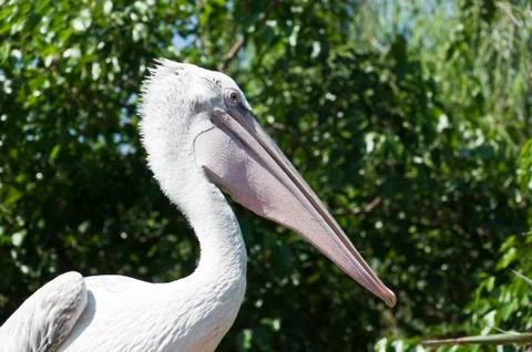 Pellican Stock Photos