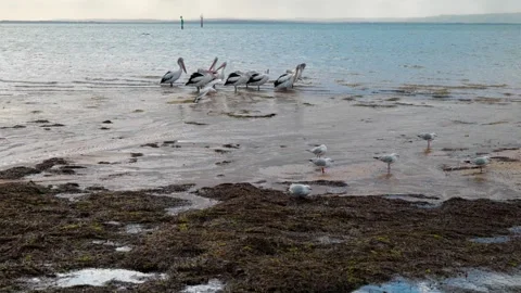 Pellicans On Shore Stock Footage 286297451