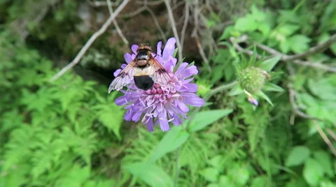 Pellucid Fly on field scabious flower. European alps 스톡 동영상 68171593