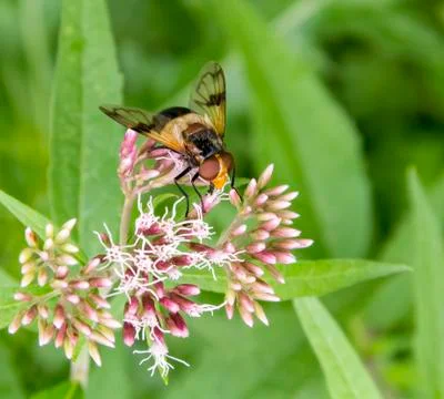 Pellucid Fly on flower Stock Photos