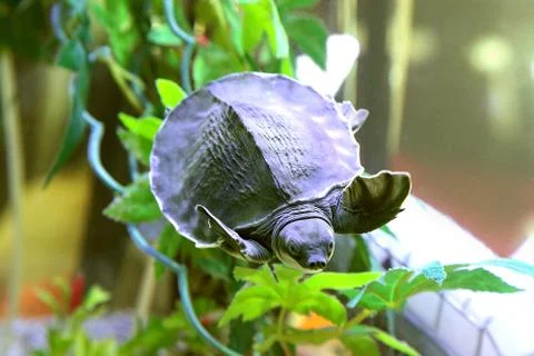 Pelodiscus sinensis Foto stock