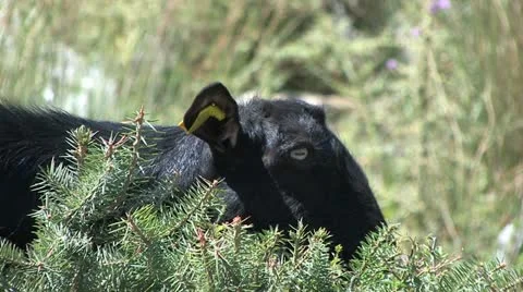 Peloponnes, Greece Видео 11908625