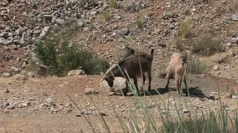 Peloponnes, Greece Video stock 11908628