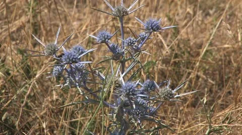 Peloponnes, Greece Видео 11908669